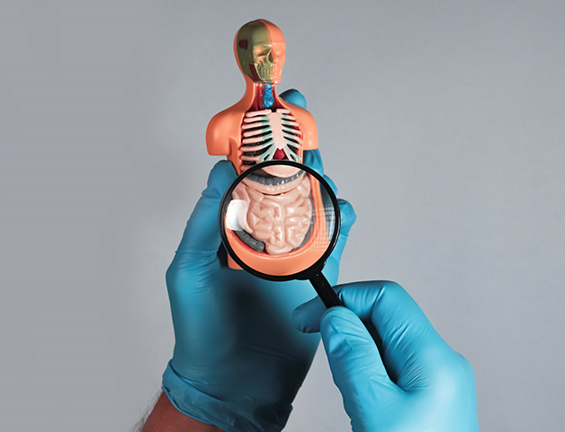 magnifying glass on gut